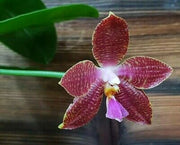 Phalaenopsis (Hais Fox x Gelbliber) x Zheng Min Tyrannosaurus