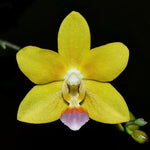 Carica l&#39;immagine nel visualizzatore Galleria, Phalaenopsis Happy Fang Sir
