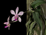 Load image into Gallery viewer, Phalaenopsis honghenensis
