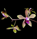 Load image into Gallery viewer, Phalaenopsis honghenensis
