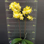 Carica l&#39;immagine nel visualizzatore Galleria, Phalaenopsis I-Hsin Beaming Sun (peloric - 2 eyes)
