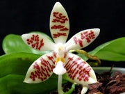 Phalaenopsis inscriptiosinensis