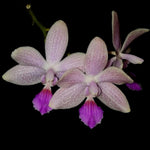 Carica l'immagine nel visualizzatore Galleria, Phalaenopsis Janine (speciosa x lindenii)