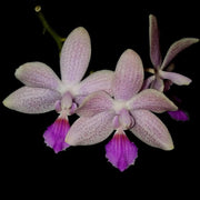 Phalaenopsis Janine (speciosa x lindenii)