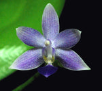 Carica l'immagine nel visualizzatore Galleria, Phalaenopsis Jiaho Blueberry (Phal. Samera f. coerulea x Phal. equestris f. coerulea)