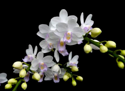 Phalaenopsis Joy Green Bee 'Green Bee'