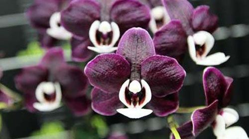 Phalaenopsis Kaoda Twinkle