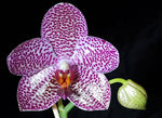 Carica l&#39;immagine nel visualizzatore Galleria, Phalaenopsis LD Gigan Sun
