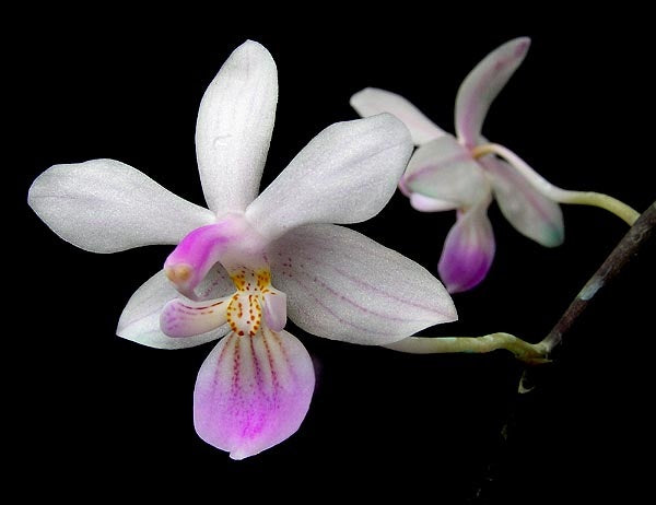 Phalaenopsis lindenii