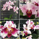 Carica l&#39;immagine nel visualizzatore Galleria, Phalaenopsis Little Gem Stripes (peloric - 3 lips)
