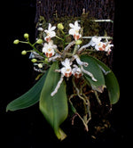 Load image into Gallery viewer, Phalaenopsis lobbii
