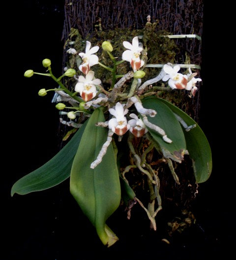 Phalaenopsis lobbii