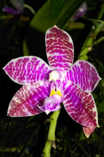 Carica l&#39;immagine nel visualizzatore Galleria, Phalaenopsis lueddemanniana
