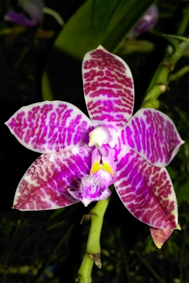 Phalaenopsis lueddemanniana