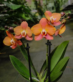 Carica l&#39;immagine nel visualizzatore Galleria, Phalaenopsis Macau
