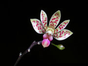 Phalaenopsis maculata x  finley