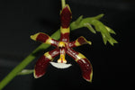Load image into Gallery viewer, Phalaenopsis mannii