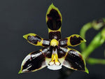 Carica l'immagine nel visualizzatore Galleria, Phalaenopsis mannii var. black