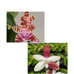 Load image into Gallery viewer, Phalaenopsis mariae × tetraspis &#39;C1&#39;
