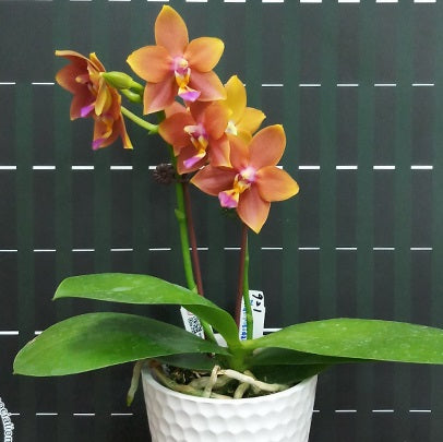 Phalaenopsis Meidarland Chambe (Phal. Tying Shin Champion × Phal. Bellina)