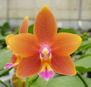 Phalaenopsis Meidarland Chambe (Phal. Tying Shin Champion × Phal. Bellina)