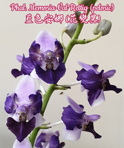 Phalaenopsis Memory Val Rettig (peloric)