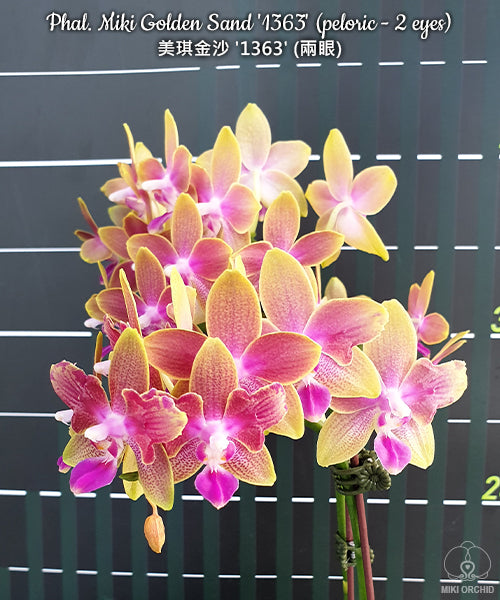 Phalaenopsis Miki Golden Sand '1363' (peloric - 2 eyes)