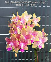 Phalaenopsis Miki Golden Sand '1363' (peloric - 2 eyes)