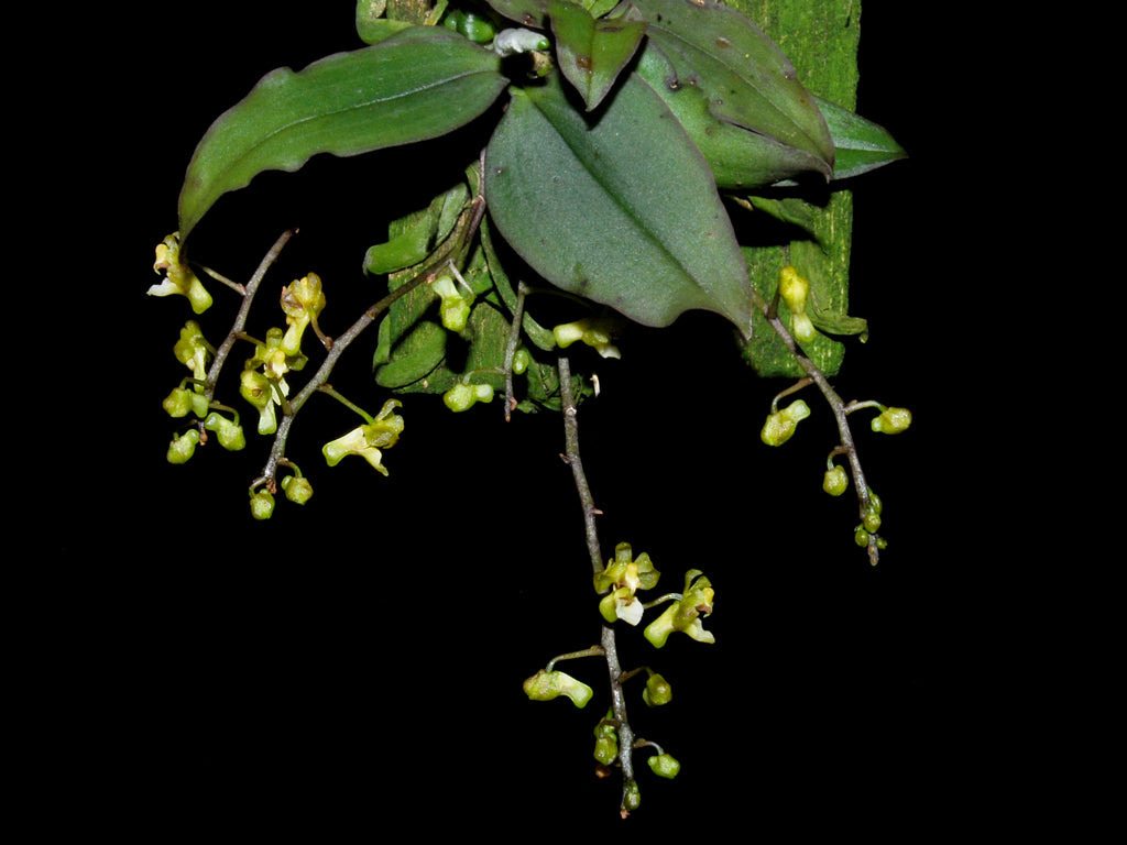 Phalaenopsis mirabilis