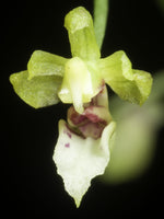 Load image into Gallery viewer, Phalaenopsis mirabilis
