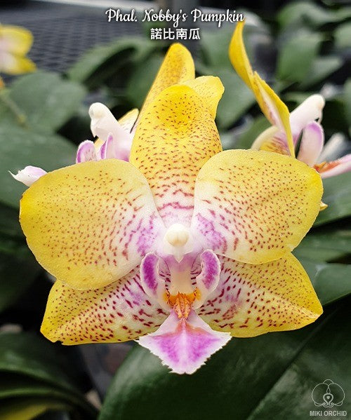 Phalaenopsis Nobby's Pumpkin
