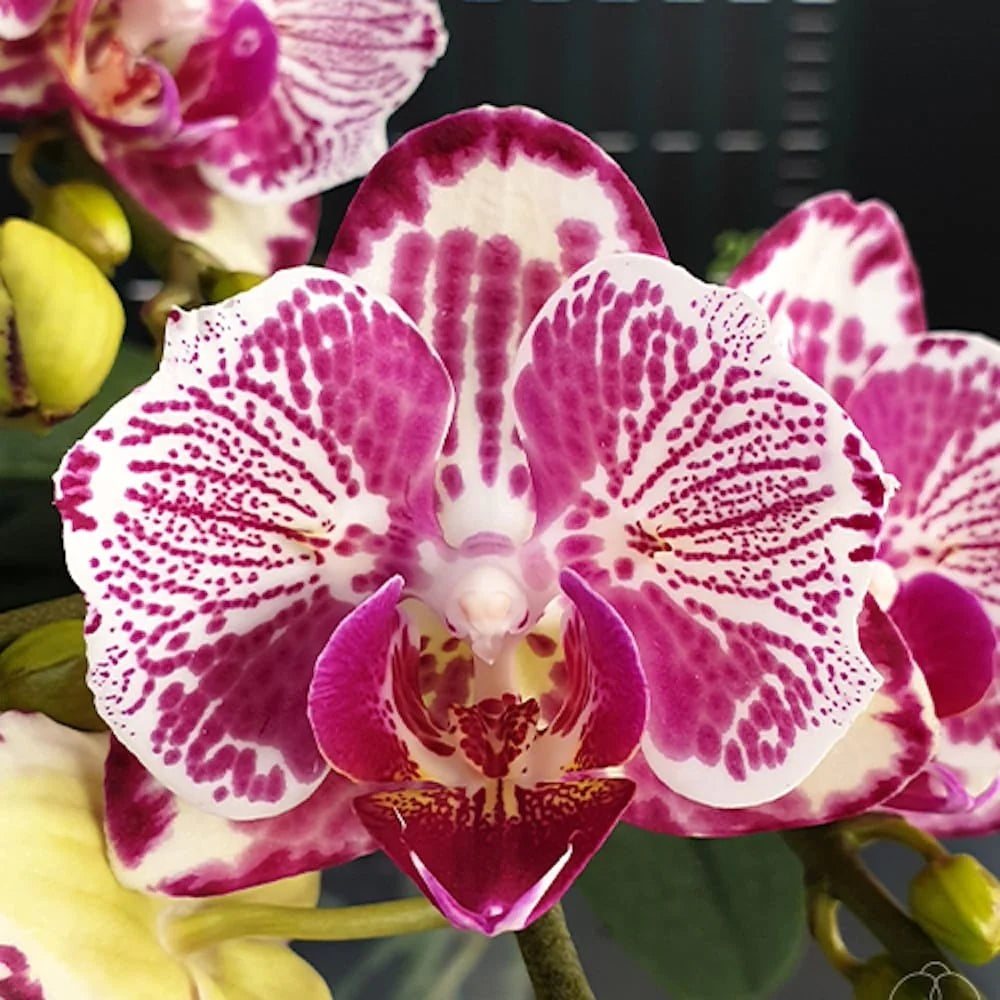 Phalaenopsis OX Madonna (Peloric)