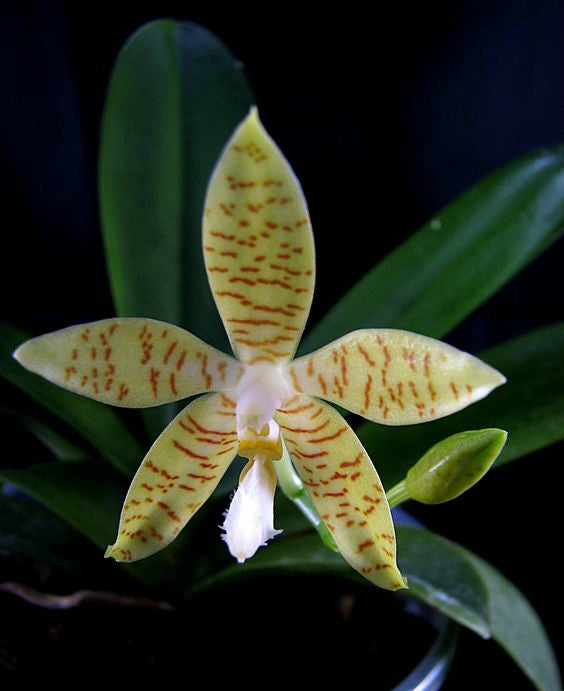 Phalaenopsis pallens