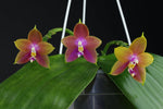 Carica l&#39;immagine nel visualizzatore Galleria, Phalaenopsis Penang Girl (Phal. venosa CH x Phal. violacea f. indigo)
