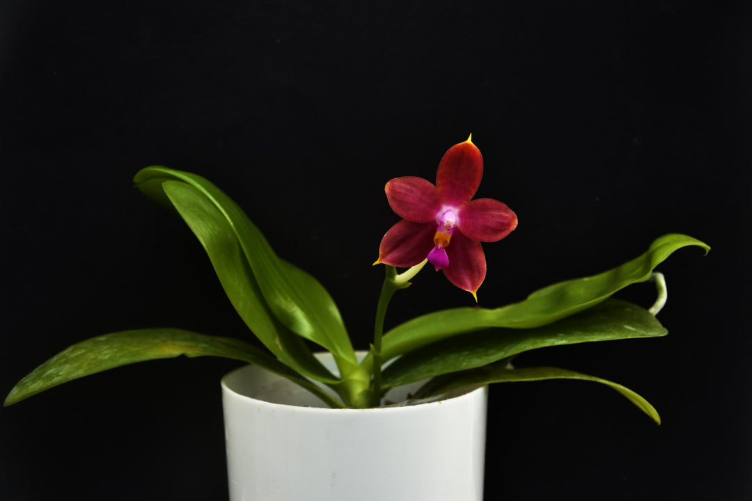 Phalaenopsis Princess Kaiulani