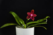 Phalaenopsis Princess Kaiulani