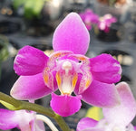 Carica l&#39;immagine nel visualizzatore Galleria, Phalaenopsis Purple Gem &#39;ES&#39; (peloric - 3 lips)
