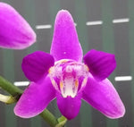 Carica l&#39;immagine nel visualizzatore Galleria, Phalaenopsis Purple Gem &#39;ES&#39; (peloric - 3 lips)
