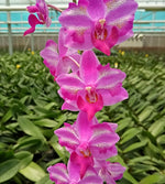 Carica l&#39;immagine nel visualizzatore Galleria, Phalaenopsis Purple Gem &#39;Miki Leopard&#39;
