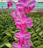 Phalaenopsis Purple Gem 'Miki Leopard'