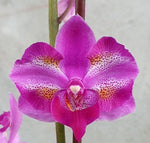 Carica l&#39;immagine nel visualizzatore Galleria, Phalaenopsis Purple Gem &#39;Miki Leopard&#39;
