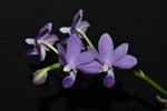 Carica l&#39;immagine nel visualizzatore Galleria, Phalaenopsis Purple Martin v.blue
