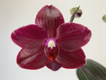 Carica l&#39;immagine nel visualizzatore Galleria, Phalaenopsis Salu&#39;s Fragrancy (Phal. Hannover Passion x Phal. Golden Sun)
