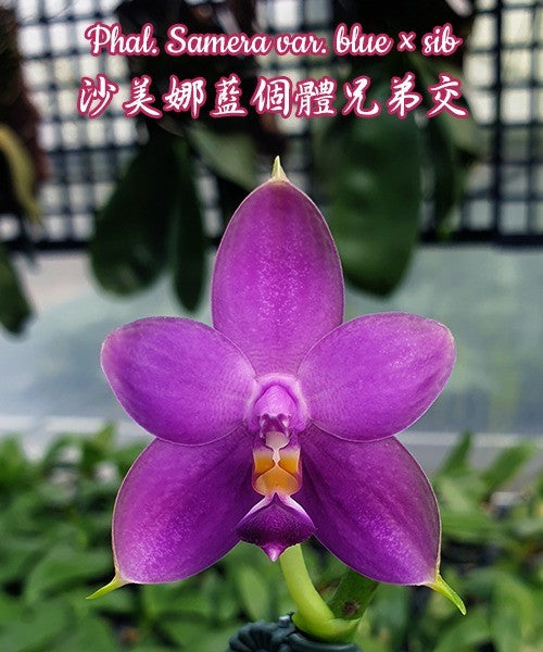 Phalaenopsis Samera var. blue