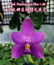 Phalaenopsis Samera var. blue