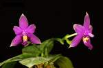 Carica l&#39;immagine nel visualizzatore Galleria, Phalaenopsis Samera x violacea var. indigo blue
