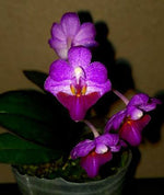 Carica l&#39;immagine nel visualizzatore Galleria, Phalaenopsis San Shia Appendo (appendiculata × pulcherrima)
