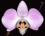 Carica l&#39;immagine nel visualizzatore Galleria, Phalaenopsis sanderiana
