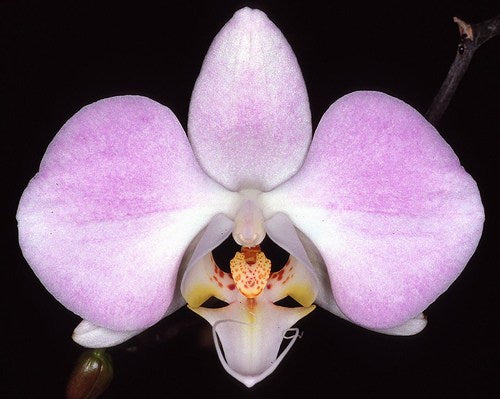 Phalaenopsis sanderiana
