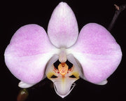Phalaenopsis sanderiana